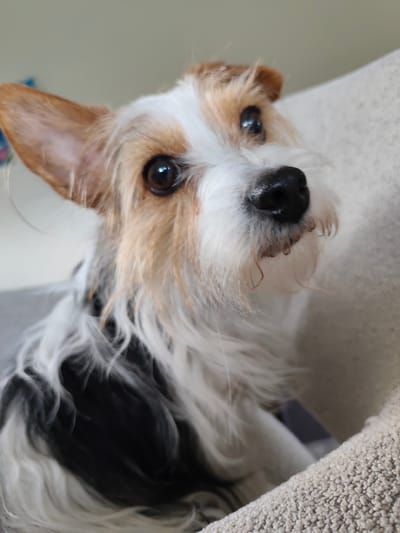 A close-up, eye-level shot shows the face of a small, shaggy dog with brown and white fur. The dog is looking upwards and to the right, with its ears perked. Its nose is black and wet, and its eyes are dark and expressive. The dog is sitting on a textured, cream-colored surface. The background is blurred and consists of a light-colored wall.