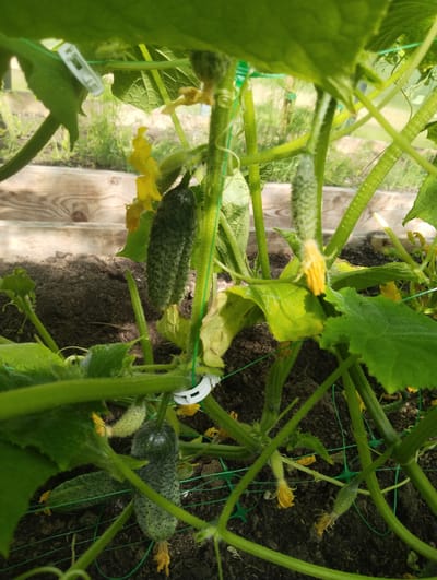 The image shows a close-up view of a cucumber plant growing in a garden bed, possibly in a greenhouse, in Заполье, Russia. Several cucumbers of varying sizes are visible, some still developing and others more mature. Yellow cucumber flowers are also present on the vine. The plant is supported by green netting and stakes. The soil appears dark and rich. The background shows a wooden border for the garden bed and some green vegetation. There are no people or animals in the image.