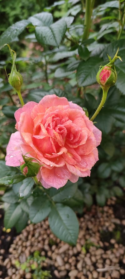 The image shows a close-up, eye-level view of a blooming pink rose in a garden setting. The rose is the central subject, displaying multiple layers of petals with some water droplets on them, suggesting recent rain or watering. Two rose buds are visible, one to the left and one to the right of the main bloom, both in green, with the one on the right showing hints of pink. The rose bush has dark green leaves in the background, which are slightly blurred. The ground beneath the bush is covered with small, light brown pebbles and some sparse green vegetation. The overall environment appears to be a well-maintained garden, likely in the city of Ангелово Клубная Резиденция, Russia. No people are present in the frame.