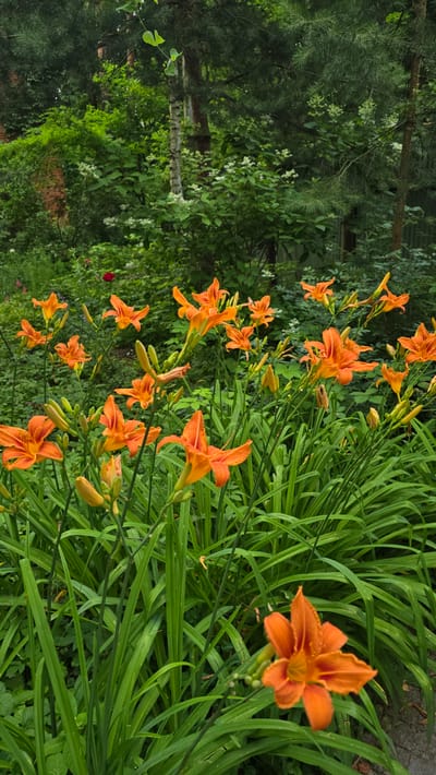 In Il’inskiy, Russia, a vibrant patch of orange daylilies blooms amidst lush green foliage. The flowers, in various stages of bloom, are scattered across the foreground, their bright petals stark against the verdant backdrop. In the background, a dense mix of trees and shrubs creates a natural, wooded environment. The lighting suggests an overcast day, with soft light illuminating the scene.