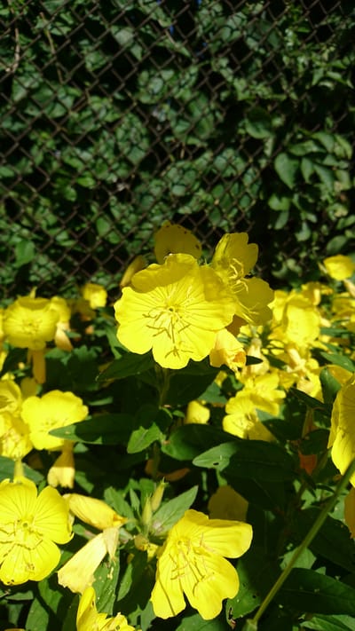 This is a close-up, eye-level, outdoor shot of several bright yellow evening primrose flowers in full bloom. The flowers have four delicate petals and prominent yellow stamens. They are surrounded by lush green foliage and the background is a blurred mesh fence with more greenery behind it. The lighting suggests it is daytime with bright sunlight, casting shadows and highlighting the vibrant yellow of the petals. The scene conveys a sense of natural beauty and tranquility. The image was taken in Dvirets, Ukraine. There is no visible text.