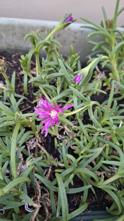 A close-up, eye-level shot captures a vibrantly pink, star-shaped flower blooming amidst a cluster of succulent, green, finger-like leaves. The flower, with its delicate petals radiating outwards and a white center, is the focal point of the image. Several unopened pink buds are also visible, suggesting ongoing growth and more blooms to come. The plants are rooted in dark soil within a planter, the edge of which is visible in the upper left of the frame, with a muted gray wall or background beyond. This image was taken in the city of Gournay-sur-Marne, France.