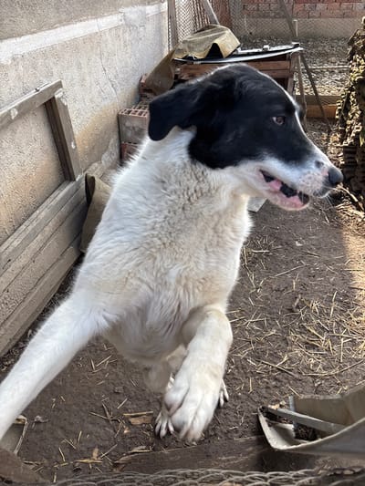A bicolored dog, predominantly white with a black head, stands on its hind legs with its front paws raised and extended forward in an outdoor area of Komarevo, Bulgaria. The dog's mouth is slightly open, exposing pink gums. The ground is composed of uneven dirt mixed with scattered dry straw. In the background, a light-colored concrete wall is visible on the left, against which a wooden frame leans. To the right, a metal wire fence is present, along with a stack of terracotta roof tiles and various objects including a dark tarp and a piece of metal sheeting. The scene is illuminated by strong natural light.