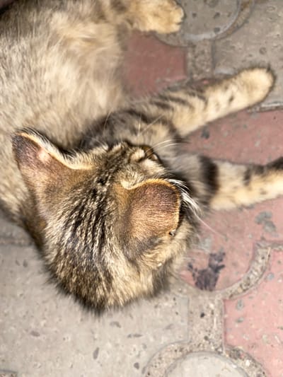 The image shows a close-up of a tabby cat lying on a paved surface. The cat's fur is a mix of brown, grey, and black stripes. Its ears are visible, and one paw is outstretched. The paved surface appears to be made of reddish-brown bricks or tiles with grey concrete in between. There is some dirt or debris scattered on the ground. The image is an aerial shot, looking down at the cat. There is no indication of the city of Antratsyt, Ukraine, in the image itself.