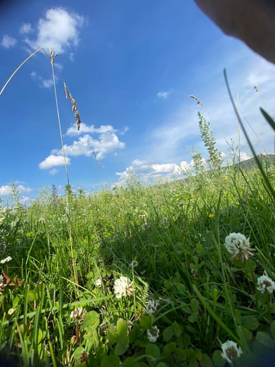 The image depicts a low-angle view of a lush green meadow under a bright blue sky with scattered white clouds. In the foreground, several white clover flowers are visible amongst the grass. Various other wild flowers and tall grasses extend into the midground and background, creating a dense, natural landscape. In the distance, a subtle incline suggests rolling hills. The lighting indicates a sunny day, likely late morning or afternoon. The perspective and framing suggest the photograph was taken from ground level, possibly by someone lying down or holding the camera very low. There are no identifiable structures or human figures within the visible portion of the scene, aside from a blurred area in the upper right corner that appears to be a hand or arm. The environment is consistent with a rural or natural setting, such as a meadow in Maloarslangulovo, Russia.