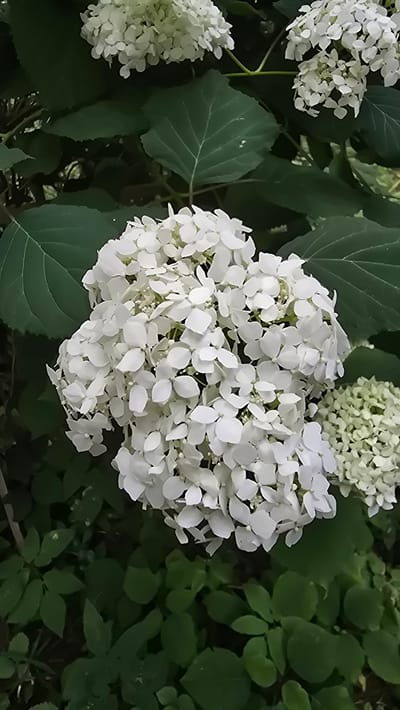 A close-up, eye-level shot shows a cluster of white hydrangeas in Il'inskiy, Russia. The hydrangeas are in full bloom, with many small white petals forming large, round flower heads. The petals are delicate and appear soft to the touch. Surrounding the flowers are large, dark green leaves, some of which are slightly out of focus, creating a sense of depth. The overall impression is one of natural beauty and serenity, with the white blossoms standing out against the lush green foliage. The image appears to have been taken outdoors, likely in a garden or park setting.