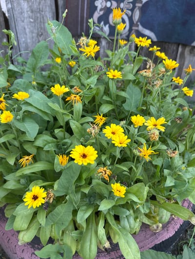 A low-angle, medium shot captures a cluster of vibrant yellow calendula flowers in bloom, set against a blurred background of weathered wooden fencing. The flowers exhibit various stages of development, from tightly closed buds to fully open blossoms with dark brown centers. Some petals are wilted and brown, indicating the natural cycle of the plant. The leaves are a lush green, with some showing signs of age or damage. The flowers appear to be growing in a pot or planter, the edge of which, a textured purple and black rim, is visible in the foreground. The lighting suggests it is daytime, with the sun casting a soft glow on the scene. The overall impression is one of natural beauty, likely in a garden or outdoor setting within a residential area of Покров ауылдық округі, Kazakhstan. No people are visible in the image.