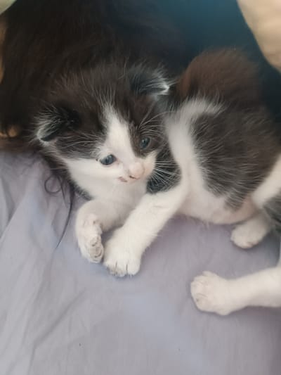 This image shows two kittens, one black and white, the other mostly black with white markings. They are lying on a light purple surface, possibly a blanket or sheet. The kitten in the foreground is looking to the right, with its blue eyes open. Its paws are visible, with some dirt or smudges on them. The other kitten is partially visible behind the first, also appearing to be resting. The overall scene is casual and domestic. The location in Hlobyne, Ukraine, cannot be determined from the visual information provided.