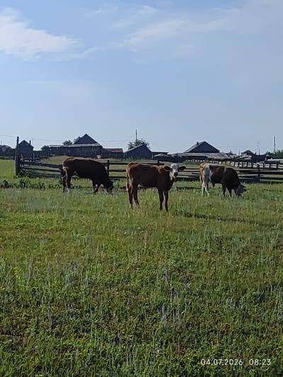 The image depicts a rural scene in Konovalovo, Russia. Three cows are grazing in a grassy field. The cow on the left is brown, the cow in the middle is brown and white, and the cow on the right is brown and white. In the background, there is a wooden fence and several buildings, suggesting a village or farmstead. The sky is blue with some scattered clouds. The overall impression is one of a peaceful, pastoral setting.