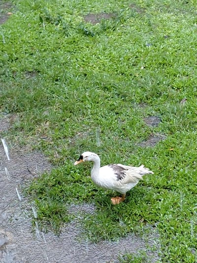 A goose stands on vibrant green grass near a gray concrete surface. Its white plumage is accented with patches of dark gray. The goose bends its long neck, its black beak touching the verdant ground. The composition is from an aerial perspective, showing the textures of the grass and concrete.