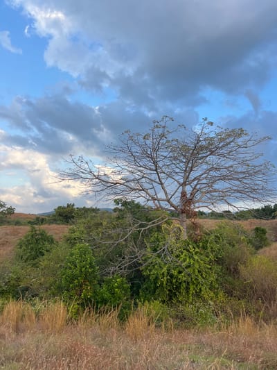 The image depicts a natural landscape in Kubutambahan, Indonesia, dominated by a large, bare-branched tree in the foreground. The tree's skeletal branches spread widely against a cloudy sky. Surrounding the tree is a dense growth of various green bushes and grasses. In the background, rolling hills covered in dry, golden grass and scattered greenery recede into the distance. The sky is a mix of blue and grey clouds, with patches of sunlight breaking through. There are no people or animals visible in the scene. The environment appears rural and undeveloped.