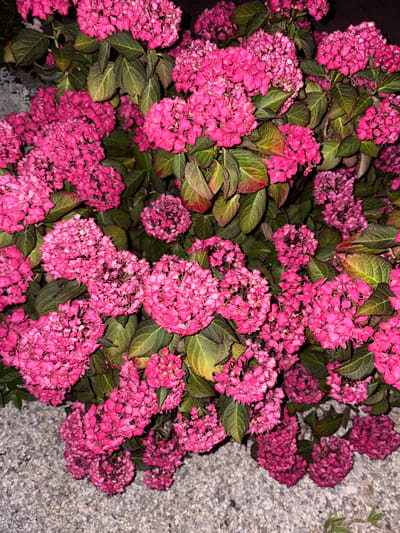 A close-up, vertical shot captures a dense cluster of vibrant pink hydrangeas. The flowers are tightly packed, with many individual florets forming large, spherical or slightly flattened blooms. Lush, dark green leaves are interspersed throughout the foliage, providing a strong contrast to the bright pink of the flowers. The background consists of a rough, gray gravel surface, suggesting an outdoor setting, possibly a garden path or landscaping. The lighting appears to be artificial, casting a slight shadow and highlighting the textures of the petals and leaves. The image does not contain any people or discernible urban elements that would specifically place it in Chelmsford, United Kingdom; it depicts a natural scene that could be found in many locations.