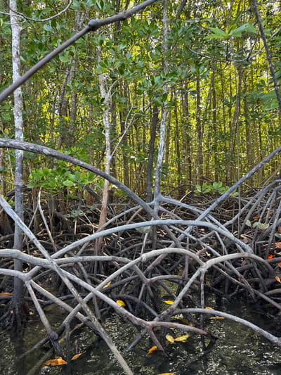 A dense mangrove forest is presented with twisted roots and trunks. On the right, a complex network of gray roots intertwines above murky water, some coated in mud, with scattered yellow leaves. To the left, tall, slender trees rise, their branches intertwined, forming a canopy of lush green foliage. The sunlight filters through the leaves, creating dappled shadows and highlighting the textures of the bark and leaves.