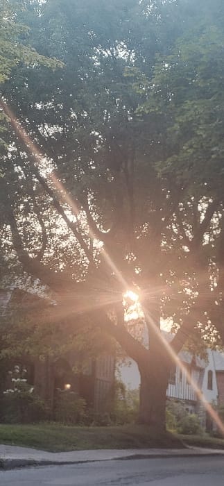 The image captures a residential outdoor scene in Westmount, Canada. A large, leafy deciduous tree, likely a maple or oak, occupies the majority of the frame, its canopy dense with green foliage. The sun is positioned directly behind the tree and slightly to the right, emitting strong radial lens flares that emanate through the branches and partially silhouette the tree. The lower portion of the image reveals a paved surface, consistent with a road or sidewalk, bordering a grassy area at the base of the tree. To the left of the tree, a dark-toned building, possibly a house or outbuilding, is partially visible and obscured by shade, with white flowering shrubs or light-colored foliage situated in front of it. A distinct, bright circular light source is apparent within the shadowed section of this structure. To the right of the tree, another building featuring light-colored vertical siding and a visible stone foundation is present, with a reddish-brown architectural element near its upper right corner. No individuals are present in the frame.