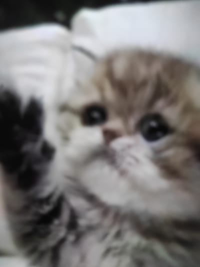 The image is a very blurry, close-up shot of a small cat, likely a kitten, with fluffy fur. The cat has large, dark eyes and appears to be looking towards the viewer. Its fur is a mixture of brown, white, and black markings. The left paw of the cat is raised, as if waving. The background is indistinct and out of focus, appearing as soft, light-colored shapes. The overall impression is of an adorable, fluffy pet. There is no information in the image to suggest a location in Ungheni, Moldova.