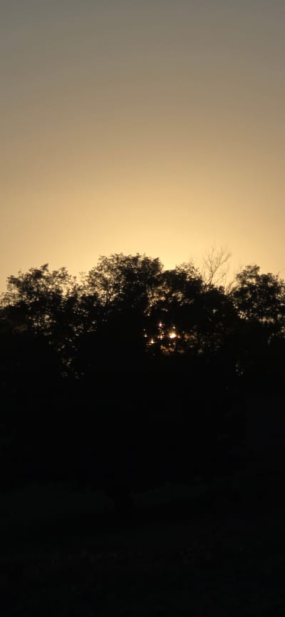 This is a vertical, full-frame shot of a silhouetted treeline against a gradient sky. The sky transitions from a pale yellow at the horizon to a muted gray at the top of the frame. Sunlight is breaking through the dense foliage of the trees, creating starburst-like glints of light. The lower portion of the image is almost entirely black, obscuring any details of the ground or landscape beneath the trees. The scene suggests a natural setting, possibly a park or the outskirts of a rural area, with the sky indicating either dawn or dusk. There are no people or specific landmarks identifiable within the frame.