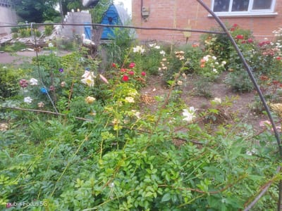 The image shows a garden with various flowers, predominantly roses and lilies, in bloom. The garden is located in the city of Sestrynivka, Ukraine, as indicated by the watermark. In the background, a brick building with a white-framed window is visible, along with a blue wooden structure and a grey concrete structure that appears to be a well or cistern. There are also several decorative items, including what looks like a stork figurine in a nest, and some spherical objects hanging from a metal frame. The foliage is dense and green, with some dried leaves on the ground, suggesting a natural, somewhat unkempt garden setting. The scene is captured outdoors, likely during daylight hours, with overcast lighting conditions.