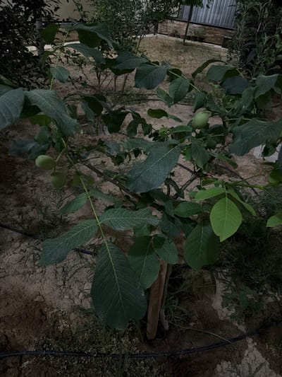 The image shows a close-up of a young walnut tree with several green, unripe walnuts visible on its branches. The tree is growing in dry, sandy soil, with some other vegetation and a thin black irrigation hose present on the ground. In the background, a corrugated metal structure and a stone wall can be seen, suggesting an outdoor setting, possibly a garden or an orchard. The lighting is dim, indicating it might be late afternoon or early evening, and the overall atmosphere is natural and tranquil. No people or animals are present in the frame. No text is visible in the image. The location context is Tutzar, Uzbekistan.