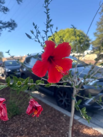 A close-up, eye-level, outdoor, vertical, photographic shot captures a bright red hibiscus flower in the foreground, positioned slightly to the right of the center. The flower is fully bloomed, revealing delicate petals and a prominent stamen tipped with yellow pollen. To the left and below, two partially visible, drooping pinkish-red hibiscus flowers hang, one more in focus than the other.

The flower is part of a plant with slender, light-colored branches and small green leaves, some of which are in sharp focus while others are blurred. The plant is situated in a landscaped area covered with dark brown mulch.

In the background, the scene is out of focus, showing a paved area with parked cars. To the left, a dark-colored sedan is visible, and to the right, a larger, darker SUV. Further back, blurred trees with bright green foliage are present, and beyond that, a structure that appears to be a building or fence. The sky above is a clear, bright blue.

The image was taken in the city of Santa Clara, United States of America.
