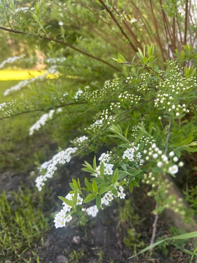 The image displays a close-up view of a flowering shrub, likely a Spirea, in full bloom or near full bloom. The plant's branches, laden with numerous small white flowers and buds, extend diagonally across the frame. Many of the flowers are still in their bud stage, appearing as tiny, spherical white or light green clusters along the stems. Other clusters have fully opened, revealing delicate five-petaled white blossoms with subtle yellowish centers. The leaves are small, oval, and bright green.

The background is softly blurred, suggesting a shallow depth of field, and features more green foliage and darker branches, indicating a dense planting or natural growth. In the lower right portion of the image, a section of dark soil with sparse green ground cover is visible. The scene is illuminated by bright, natural daylight, creating highlights on the leaves and petals. This natural setting depicts flora, possibly in the Areyskoye region of Russia. The time of day appears to be daytime under clear weather conditions. There is no visible text or human presence or activity.