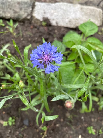 A single, vibrant blue cornflower with water droplets on its petals is the central subject of this close-up, outdoor photograph. The flower is surrounded by its own green foliage, which appears somewhat delicate and slightly dewy. Two unopened flower buds, tinged with red and green, are visible to the left and bottom right of the main bloom. The background consists of dark, rich soil, suggesting a garden bed. Partially visible at the top of the frame are rough, grey stones, possibly forming a border or part of a pathway. The overall impression is one of natural beauty, possibly after a light rain. This scene is located in Gonja, Russia.