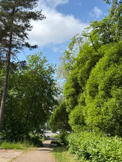 The image depicts a sunlit outdoor scene in Repino, Russia. A dirt pathway leads into the frame from the bottom left, bordered by lush green grass and foliage. To the left of the pathway, a tall pine tree with a textured brown trunk stands prominently. Dense green trees and bushes dominate the right side of the image, creating a vibrant, verdant landscape. In the background, a pedestrian crossing with a yellow warning sign is visible, along with a bicycle leaning against a bush near the pathway. The sky above is a clear blue, punctuated by scattered white clouds. The overall impression is one of a tranquil, natural setting within a suburban or park-like environment.