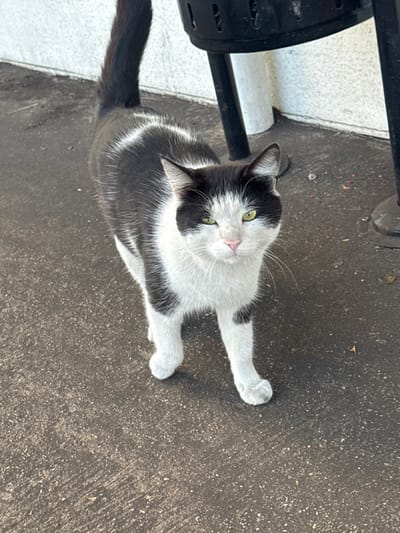 A bicolored black and white cat is positioned on a dark grey concrete surface. The cat has a white face with black markings around its eyes, a pink nose, and distinct green eyes, looking directly at the viewer. Its fur pattern includes a white chest, belly, and paws, with black fur covering its back and tail, and a partial white stripe visible on its flank. The cat stands with its body slightly angled, and its tail is visible upright at the top left of the frame. In the background, a light-colored, possibly white, wall is present. To the right, a black, perforated cylindrical object, consistent with an outdoor waste bin or heater, stands on two dark metal legs against the wall. Sparse reddish particulate debris is visible on the concrete near the base of the black object. This scene is located in Obruchishte, Bulgaria.