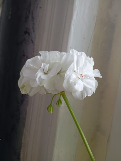 A white geranium flower with multiple layered petals and red stamen sits on a green stem. Two small green buds are visible below the main bloom. The background consists of vertical blinds in shades of gray and beige, with a darker gray curtain on the left. The scene is indoors, likely in Krasnoarmeysk, Russia.