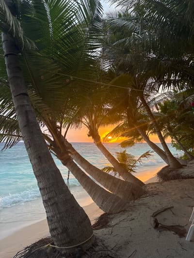 The image depicts a beach scene at sunset in Ukulhas, Maldives. The foreground is dominated by the trunks of several palm trees, with their fronds filling the upper left portion of the frame. The sunset, appearing as a bright orange orb, is positioned between the palm trees and the ocean horizon. The ocean's color gradients from light turquoise near the shore to a deep orange as it meets the sky, reflecting the setting sun. The shoreline features a sandy beach with gentle waves lapping at the edge. Some driftwood is visible on the sand. The entire image is captured from a low angle.