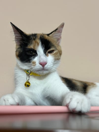 A calico cat is lying down, with its front paws resting on a pink surface. The cat is wearing a yellow collar with a bell. The cat's fur is a mix of white, black, and orange. The cat has one eye partially closed. The background is a solid, light beige color. The image does not contain any elements that would allow for the identification of a specific location in Ümraniye, Turkey, or any other geographical location.
