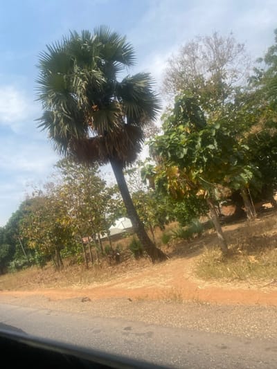 This image depicts an outdoor, semi-rural scene in Bokana, Nigeria, under a clear sky with scattered white clouds. A tall palm tree, characterized by a trunk leaning rightwards and a crown of large, fan-shaped green fronds, dominates the left-center. Clusters of brownish fruit are visible beneath the fronds, above a section of dried, skirt-like foliage. To the right of the palm, a dense array of trees and shrubs with green, yellow-green, and sparse brown foliage covers an elevated, reddish-brown dirt terrain. Some smaller, young trees line the dirt area. In the mid-ground, a building with light-colored walls and a light-toned, possibly corrugated metal, roof is partially visible behind the vegetation. The foreground features a section of a grey-black paved road, appearing slightly worn with embedded gravel. A distinct reddish-brown dirt path or shoulder runs parallel to the paved road, sloping upwards into the treed area. No individuals or active subjects are present.
