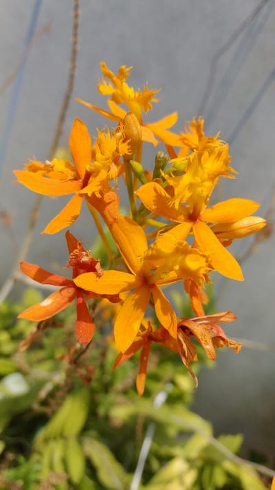 This close-up image features a vibrant cluster of orange-yellow flowers, likely a species of orchid such as Epidendrum radicans, known for its distinctive star-shaped petals. The flowers are captured in various stages of bloom, with several fully open, some as buds, and a few slightly withered blossoms visible towards the right, showcasing the plant's natural life cycle.

The foreground is dominated by the bright, warm hues of the flowers. The background is softly blurred, separating into two distinct areas: a light grey surface on the upper left, which could be a wall or pavement, and out-of-focus green foliage on the right, suggesting an outdoor garden or plant arrangement.

Strong, direct sunlight illuminates the scene, casting discernible shadows on the grey surface. This indicates a clear, sunny day, likely during the morning or late afternoon when the sun's angle creates longer shadows. There is no human activity or visible text in the image. The overall impression is one of natural beauty and warmth, characteristic of a sunny day in La Joya, Mexico.