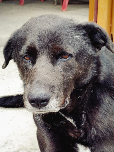 A medium shot photograph, taken outdoors, focuses on the face of a black dog with brown eyes. The dog's fur is matted and appears a bit dusty. It has a gray muzzle and a patch of white fur on its chest. The dog is looking directly at the camera with a calm expression. The background is blurred but suggests an outdoor setting with concrete ground and some blurry colorful objects, possibly furniture, in the distance. There are no people visible in the image. The image does not contain any information about the location in Kothi, India.
