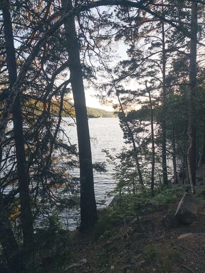 This image depicts a serene natural scene of a lake viewed through a dense forest. The foreground is dominated by the dark silhouettes of tall pine trees, their branches creating a complex, shadowy network against the brighter background. Among the pines, there are hints of lighter bark, possibly from birch trees, adding textural variety.
The lake itself is a significant element, its surface rippled by a gentle breeze, reflecting the soft light of the sky. The water appears calm and inviting. Across the lake, the distant shore is lined with a rolling, tree-covered hill.
The time of day appears to be either early morning or late afternoon, suggested by the warm, diffused sunlight filtering through the trees and illuminating the distant landscape. The sky is a pale blue, with hints of yellow and orange where the sun is low on the horizon, indicating a peaceful and tranquil atmosphere.
The setting is clearly a wooded area near a body of water. The presence of rocks and the uneven, leaf-covered ground in the foreground suggest a somewhat wild, undeveloped natural environment. There are no people or specific objects visible that would indicate human activity, reinforcing the sense of solitude and natural beauty. The overall mood conveyed is one of quiet contemplation and immersion in nature. No visible text is present in the image.