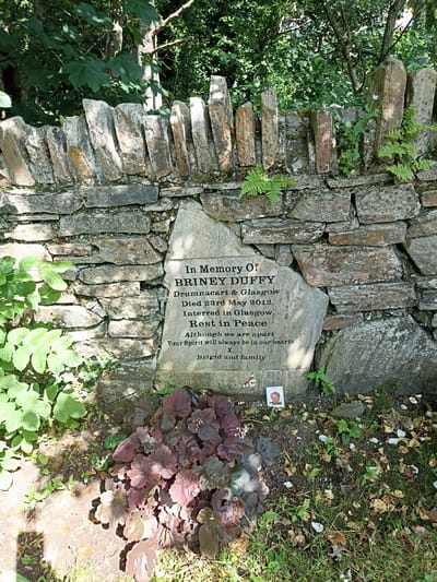 An outdoor, eye-level, medium shot captures a stone memorial plaque set into a dry stone wall. The plaque is made of a single, triangular piece of light grey stone with text carved into it. The text is in black, sans-serif font. At the top, it reads "IN MEMORY OF". Below that, in larger font, is "BRINEY DUFFY". Further down, the text continues with "Drumacairn & Glasgow", "Died 23rd May 2012", "Interred in Glasgow", "Rest in Peace", "Although we are apart", and "Your Spirit will always be in our hearts". At the bottom, it says "Brigid and family" with a small "X".
To the left of the plaque, green foliage with broad leaves is visible, some of which cast shadows on the ground. Directly in front of the plaque, a cluster of plants with purplish-red leaves and delicate white flowers is growing. A small, framed photograph of a person is placed on the ground in front of the plaque, just to the right of the purplish plants. The background consists of more dry stone wall and dense green foliage, including trees and smaller plants, with dappled sunlight filtering through. The ground is covered with grass, soil, and some scattered dry leaves and petals. The image is likely from Dungloe, Ireland, given the context of the text on the memorial.