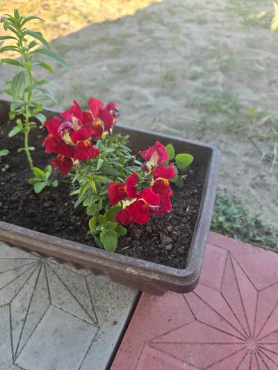 This media file is a close-up, high-angle shot of a brown rectangular planter filled with dark soil. Growing in the planter are several vibrant red snapdragon flowers with yellow and white accents. The flowers are in bloom, with some closed buds visible as well. Small green leaves and stems are interspersed with the flowers. The planter appears to be made of plastic.
The planter is situated outdoors, with the ground visible in the background. The ground appears to be a mixture of dirt and gravel, with some sparse green vegetation. To the right of the planter are two decorative paving stones. One is a reddish-pink color with a geometric starburst pattern, and the other is a light gray with a similar geometric pattern.
The lighting suggests it is daytime, likely late afternoon or early morning due to the angle of the light casting some shadows and highlighting the textures of the stones and the flowers. There are no people or animals visible. The overall scene depicts a simple outdoor garden setting, possibly a balcony or patio, in Boz Beshik, Kyrgyzstan. The focus is on the colorful flowers in the planter.