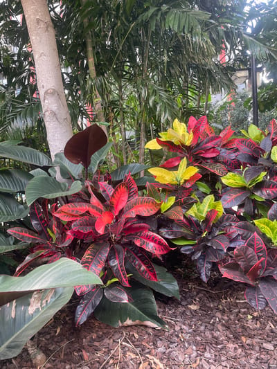 This is a medium-angle, eye-level shot of a garden bed in Brisbane, Australia. In the foreground, a cluster of croton plants displays vibrant red, yellow, and dark green leaves. Behind the crotons, large, dark green leaves of another plant are visible. To the left, a tall, light-barked tree trunk stands, with more of the large, dark green leaves partially obscuring it. In the background, tall bamboo-like plants and palm fronds create a dense canopy. Hints of buildings with red and white elements are visible through the foliage. The ground is covered with dark brown mulch. The scene is well-lit, suggesting it is daytime.