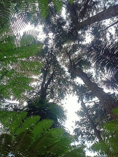 The image provides an upward-looking perspective into a dense forest canopy, located in Kuwukan, Indonesia. In the foreground, large, vibrant green fern fronds with intricate patterns are prominently displayed along the left side and bottom right, silhouetted against a bright, diffused sky. Extending vertically from the lower frame, several tall tree trunks with rough, dark bark dominate the central and right portions of the scene, their upper branches and foliage forming a dense, shadowy network against the overhead light. The environment is natural and shows no visible human presence or activity.