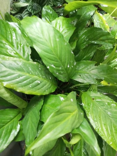 The scene, located in the city of Kotakonda, India, presents a dense arrangement of green foliage observed from an overhead perspective. The foreground and midground are dominated by large, ovate leaves, uniformly dark green, with clearly visible central and parallel lateral venation. The surfaces of these leaves appear wet, exhibiting numerous distinct water droplets and scattered, irregular white opaque spots or residue. Several of the larger leaves display minor perforations and marginal tears. In the upper-left background, a distinct plant species is partially visible, characterized by smaller, rounded leaves featuring concentric light and dark green striped patterns. No people, objects other than plants, or specific actions are visible within the frame.