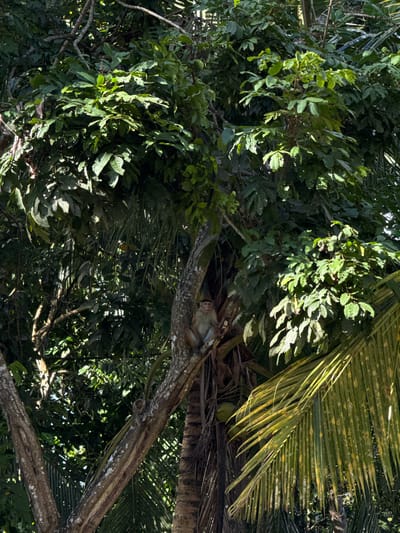 This image depicts a monkey resting on a tree branch amidst lush foliage, likely in a tropical environment. The monkey, a small primate with light-colored fur, is curled up on a thick, weathered branch that traverses the frame diagonally. The surrounding vegetation is dense, with a variety of green leaves creating a dappled effect as sunlight filters through. Interspersed with the leafy branches are the fronds of what appear to be palm trees, characterized by their long, segmented leaves, some of which are tinged with yellow, suggesting either age or sunlight exposure.

The scene is set outdoors, under what appears to be daylight, given the strong shadows and highlights. The overall impression is one of a natural, perhaps slightly wild, setting. The monkey's posture suggests a moment of repose, an everyday activity within its natural habitat. The image doesn't explicitly show any human presence, objects, or text. The setting could be a forest, a jungle, or a garden with mature trees. The presence of palm fronds and the dense greenery hints at a warm climate.

The location context provided, Arachikanda, Sri Lanka, further supports the interpretation of a tropical or subtropical environment. The time of day appears to be daytime, judging by the lighting conditions. There are no strong indicators of specific weather, though the sunlight suggests it is not heavily overcast. The overall mood is tranquil, capturing a natural moment in the life of the monkey.