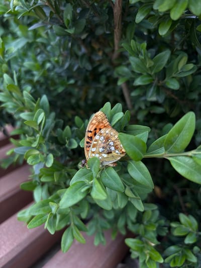 A butterfly with orange, white, and black markings rests on a branch of a green leafy plant. The butterfly's wings are partially open, revealing the intricate pattern of its scales. Its body is slender and dark, with delicate antennae extending from its head. The leaves of the plant are small and oval-shaped, with a glossy texture. The background is a blur of green foliage and a hint of a brown wooden surface, possibly a bench or fence. The lighting suggests it is daytime, with natural light illuminating the scene. The overall mood is serene and natural, highlighting the beauty of the butterfly in its environment. There is no visible text in the image.