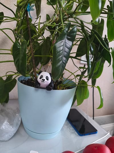 A close-up, eye-level shot focuses on a small panda figurine perched on the edge of a light blue plant pot. The panda, with black patches around its eyes and ears, has a white face and body, and black paws. It appears to be clinging to the rim of the pot, its body partially obscured by the plant's leaves. The plant itself, lush and green with large, dark leaves, dominates the upper portion of the frame. A thin wooden stake, adorned with a tiny, translucent blue dragonfly decoration, supports the plant's stem. The pot sits on a white, possibly glass-topped surface, next to a clear plastic bag on the left and a dark-screened smartphone with a blue case on the right. In the background, a textured light-colored wall is visible, and a white radiator can be seen in the upper right corner. The overall impression is that of a domestic scene, likely an indoor plant display. The scene does not provide any specific information to pinpoint its location within the city of Novaya Usman, Russia.
