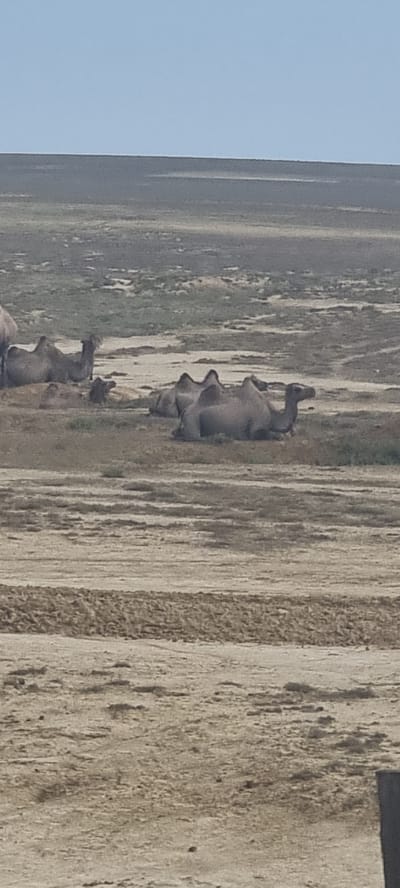 The image depicts a group of Bactrian camels resting in a dry, arid landscape under a clear, pale blue sky. The terrain is characterized by sparse vegetation, dry earth, and some sand. Several camels are visible, some lying down and others sitting. One camel in the mid-ground is standing and looking to the left. The scene appears to be a natural habitat for these animals, likely in a rural or undeveloped area. The overall impression is one of a peaceful, natural environment.