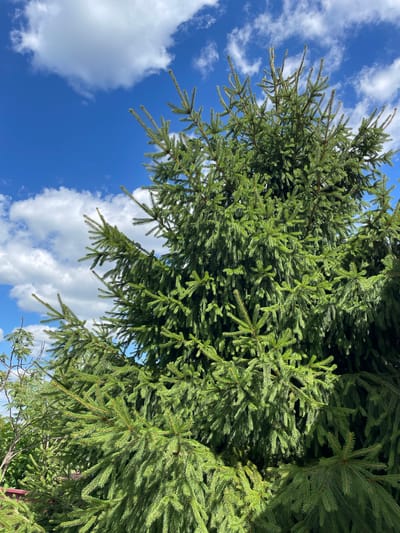 The image shows a close-up view of a large, green fir tree. The tree's branches and needles are dense and fill most of the frame. The sky above is a vibrant blue with scattered white, fluffy clouds. The lighting suggests it is daytime, likely under sunny conditions. There are no people or animals visible in the image. The environment appears to be outdoors, possibly in a park or a residential area with trees. The image does not contain any specific landmarks or indicators that would pinpoint its location within the city of Ostroh, Ukraine.