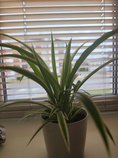 A spider plant in a white pot sits on a windowsill. The plant has long, arching leaves with green edges and white centers. Behind the plant, horizontal blinds are partially closed, allowing some light to filter through. Through the blinds, a blurry view of buildings and a road can be seen, suggesting an urban or suburban setting, possibly in Ivatsevichy, Belarus. To the left of the pot, a crumpled silver and purple object is partially visible. The overall scene is indoors, with the window providing the primary source of light.
