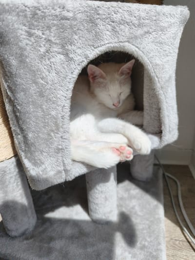 A white cat is sleeping peacefully in a gray cat tree. The cat is curled up inside a covered portion of the cat tree, with its eyes closed and paws tucked in. The cat's fur is white, and its paw pads are a light pink color. The cat tree is made of a soft, plush material and has multiple levels and scratching posts. The scene appears to be indoors, with sunlight streaming in and casting shadows on the cat tree and the floor. The floor is a light wood grain. The overall mood is one of tranquility and comfort. The time of day appears to be daytime, possibly morning or afternoon, given the bright sunlight. There is no visible text in the image. The location context of Kerpen, Germany, is noted but does not provide specific visual cues in the image itself.