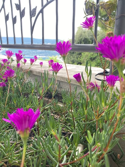 The image shows a close-up of bright purple flowers growing on a ledge. The flowers are Delosperma cooperi, also known as Ice Plants. The leaves are succulent and elongated. A black metal railing is visible in the background, partially obscuring a view of distant hills and sky. The location is likely a balcony or terrace in Trebesin, Montenegro, based on the distinctive vegetation and landscape.
