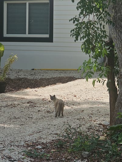 This media file depicts an outdoor scene in Islamorada, Florida, USA. The primary subject is a light brown cat with darker points, standing on a gravel path. The cat is facing towards the right of the frame and appears to be looking down. The setting is a residential area, with a white-paneled house visible on the left side of the image. The house has a dark-framed window with vertical blinds. Overhanging branches of a large tree are in the upper portion of the image, casting dappled shadows on the gravel. Lush green foliage is present, particularly on the left and right edges of the frame, suggesting a tropical or subtropical environment. A yellow pole, possibly a broom or mop handle, leans against the side of the house. The lighting suggests it is daytime, with the sun creating distinct shadows. The overall atmosphere appears peaceful and natural. There is no visible text in the media file.
