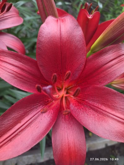 This media file is a close-up, portrait-oriented photograph of a vibrant red lily flower in bloom. The flower dominates the frame, showcasing its large, velvety petals that are slightly curled inward. Darker red speckles are visible on the petals, particularly towards the center of the flower. The stamen and pistil are prominently featured in the heart of the bloom, with dark brown anthers on slender filaments.
The background is softly blurred, with hints of green foliage and what appears to be other red lily buds or flowers, suggesting the flower is part of a garden or a cluster of lilies. The lighting suggests it is daytime, with soft, natural light illuminating the flower's texture and color. The overall impression is one of natural beauty and the delicate structure of the flower.
Visible text in the lower right corner reads "27.06.2026 10:49". Based on the provided location context, the image was likely taken in Zavodske, Ukraine. No people are visible in the frame.
