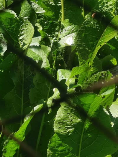 The image shows a close-up view of large, vibrant green leaves, likely part of a plant. The leaves have prominent veins and some appear to be slightly damaged or have holes. Sunlight filters through the foliage, creating bright highlights and shadows. In the upper right portion of the image, a small, brown snail is visible on one of the leaves. In the middle left of the image, a white butterfly is resting on another leaf. The scene is partially obscured by a dark, blurred mesh or fence in the foreground. The image does not provide any specific details about the city of Кубина, Russia, or its inhabitants. The context is purely naturalistic, focusing on the plant life and small creatures within it.